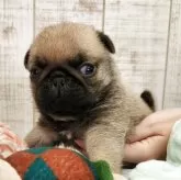 パグ【栃木県・男の子・2025年10月14日・フォーン】の写真3