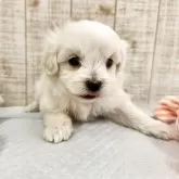ペキプー(ペキニーズ×トイプードル)【栃木県・男の子・2025年10月10日・ホワイト】の写真7