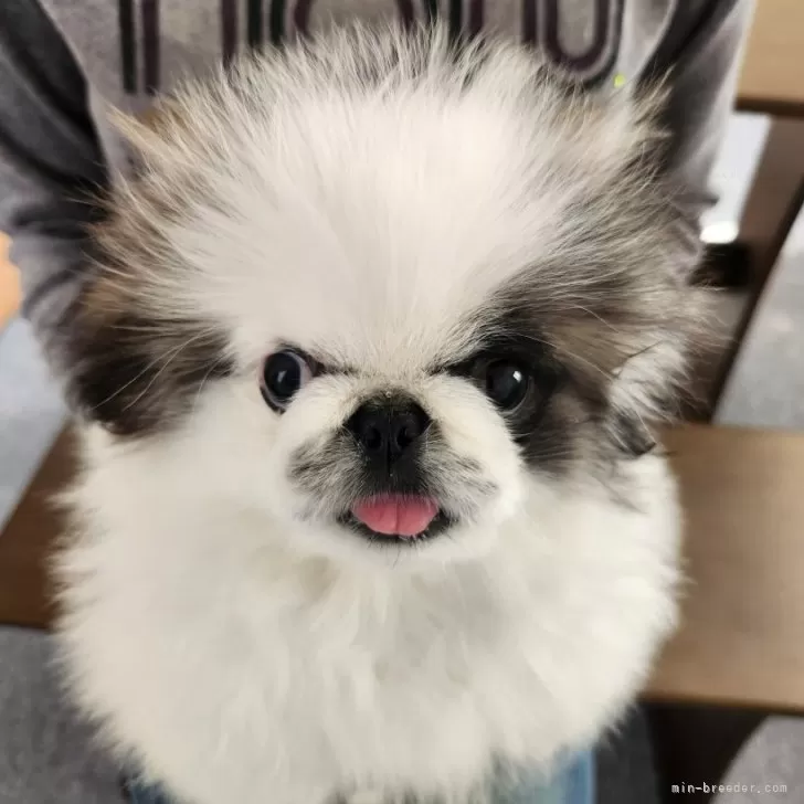 T.H 様のお迎えした子犬