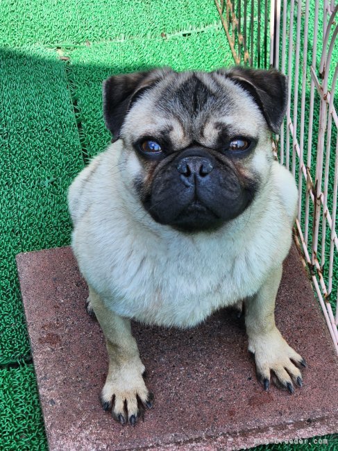 パグ【・男の子・2020年10月8日・フォーン】