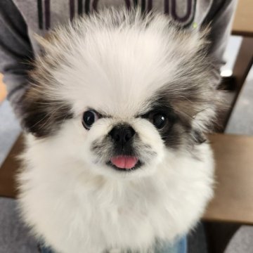 ペキニーズ【栃木県・男の子・2023年12月4日・パーティー】の写真「小さなフワモコの男の子♂️
面白キャラです😂」