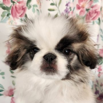 ペキニーズ【栃木県・女の子・2023年12月4日・パーティー】の写真「お転婆姉妹❣️」