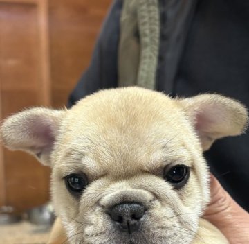 フレンチブルドッグ【長崎県・女の子・2025年10月16日・フォーン】の写真「可愛い女の子」