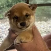 豆柴