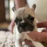 フレンチブルドッグ