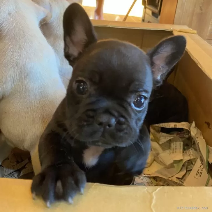 ID：2408-07182の子犬