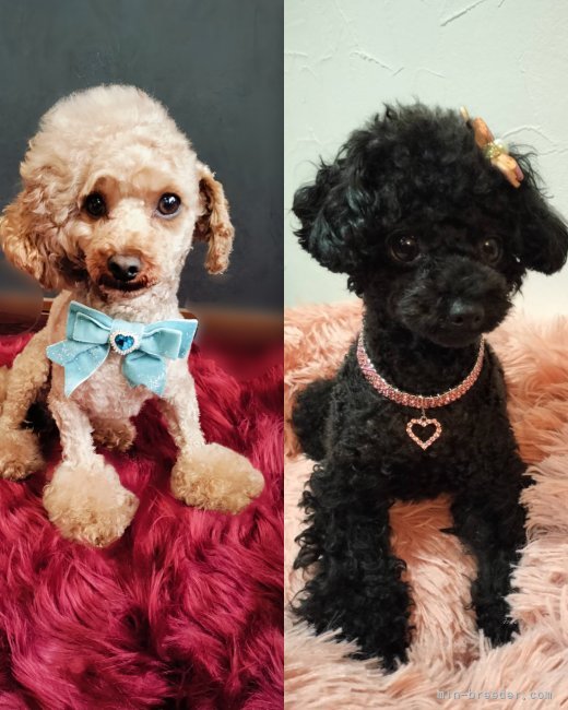 山下涼子ブリーダーのブログ：クロミちゃん＆ココリンくん💞