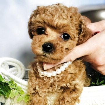 トイプードル(ティーカップ)【愛媛県・男の子・2025年6月21日・レッド】の写真「とても小さなお目々クリクリBoy💞」