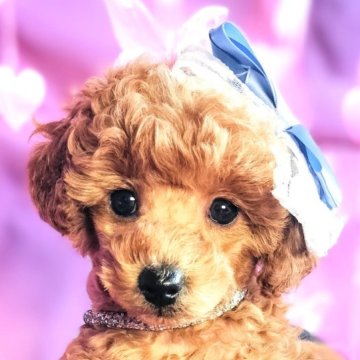 トイプードル(タイニー)【愛媛県・男の子・2025年1月2日・レッド】の写真「春のお迎えキャンペーン中✨可愛い男の子💞」