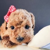 トイプードル(タイニー)