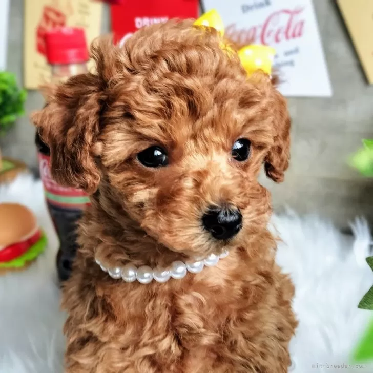 ID:2402-01150の子犬