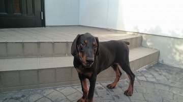 ドーベルマン【群馬県・女の子・2019年5月3日・ブラックタン】の写真「とても元気で、抱っこが大好きな甘えん坊です。」