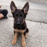 ジャーマン・シェパード・ドッグ