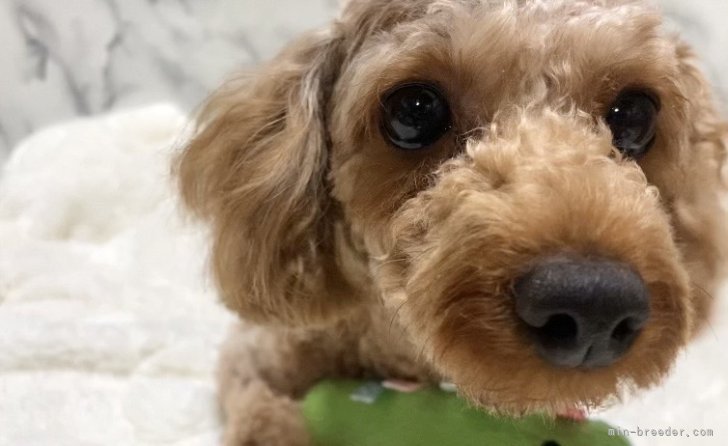 本多　美香(ほんだ　みか)ブリーダー(静岡県・JKC登録)の紹介写真1