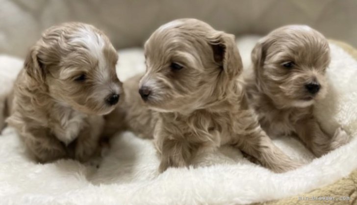 本多　美香(ほんだ　みか)ブリーダー(静岡県・JKC登録)の紹介写真2