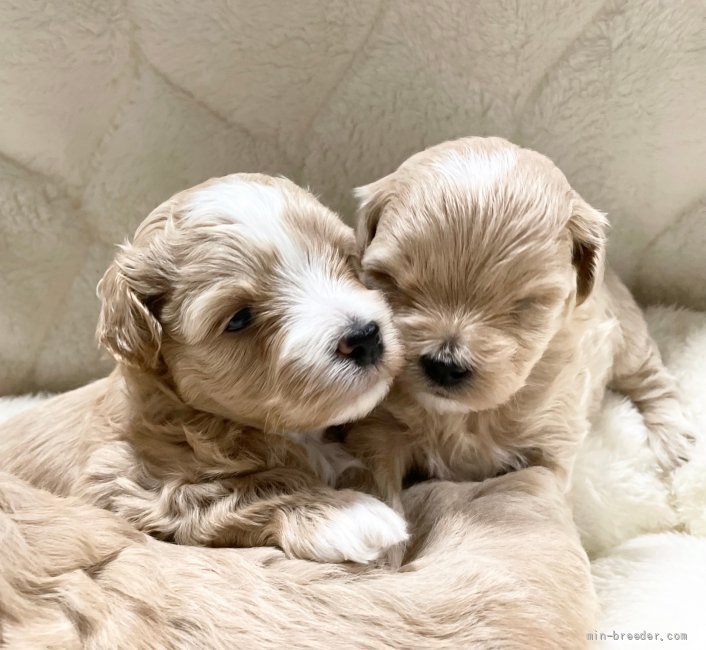 本多美香ブリーダーのブログ：大分活発になってきました♪