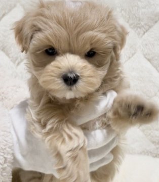 マルチーズ×プードル(マルプー)【静岡県・女の子・2021年11月8日・クリーム&ホワイト】の写真「両親共に遺伝子クリア！販売期間1/12まで✨」