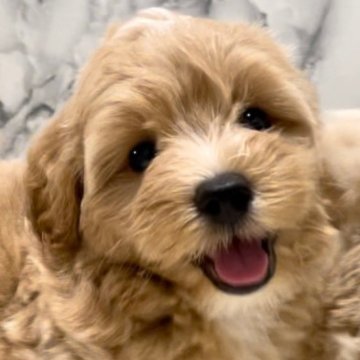 MIX (マルチーズ ×  T・プードル)【静岡県・男の子・2023年7月29日・クリーム&ホワイト】の写真「✨両親共に全ての遺伝子検査項目クリアしてます✨」