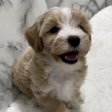 マルプー(マルチーズ×トイプードル)【静岡県・女の子・2024年7月14日・クリームホワイト】の写真「マルチーズ×T.プードルmix」