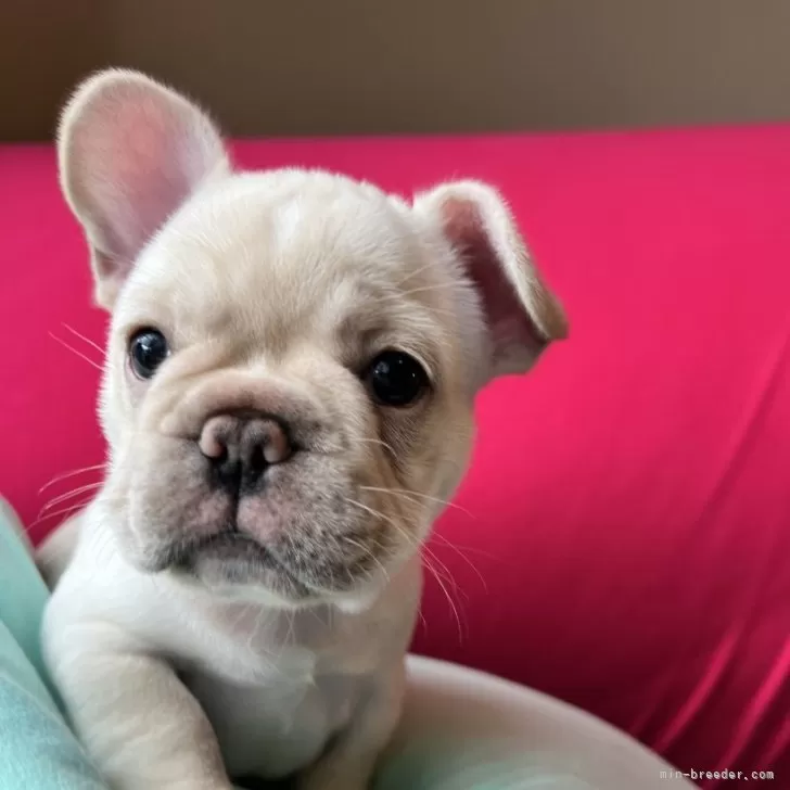 ID：2508-06741の子犬