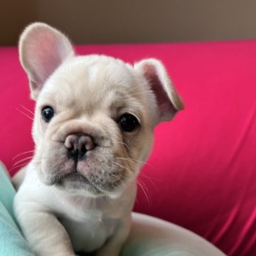 フレンチブルドッグ【静岡県・女の子・2025年7月28日・クリーム】の写真「抜群の体型 可愛いらしいお顔です🩷」