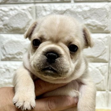 フレンチブルドッグ【静岡県・男の子・2024年10月21日・クリーム】の写真「カワイイお顔の男の子です❤️💛🩷」