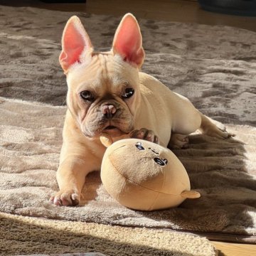 フレンチブルドッグ【静岡県・女の子・2024年9月30日・クリーム】の写真「元気で性格がすごく良いです♥️」