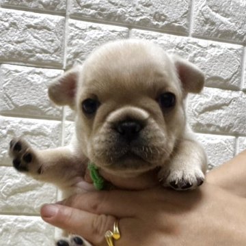 フレンチブルドッグ【静岡県・男の子・2025年8月17日・クリーム】の写真「目鼻立ちもしっかりしたかわいい男の子です💓‪✨」
