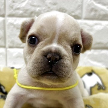 フレンチブルドッグ【静岡県・女の子・2025年7月8日・クリーム】の写真「小柄でかわいい女の子です🩷」