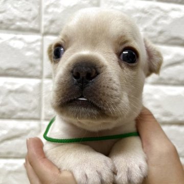 フレンチブルドッグ【静岡県・男の子・2025年7月8日・クリーム】の写真「優しくかわいい男の子です🩵」