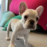 フレンチブルドッグ