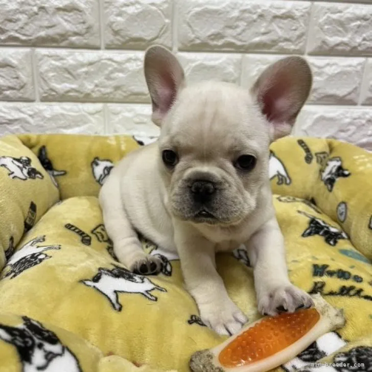 ID：2302-00280の子犬