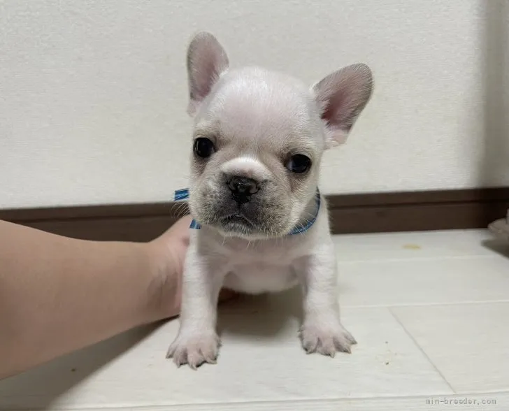 ID：2109-04159の子犬