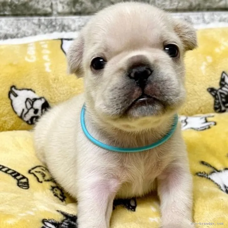 ID：2307-00454の子犬