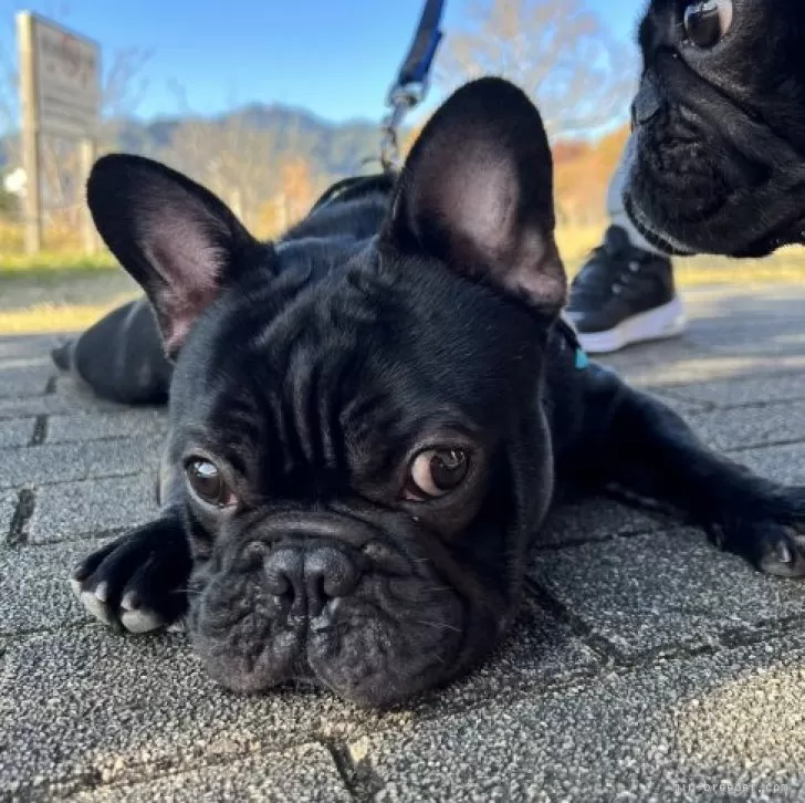 ID：2301-05537の子犬