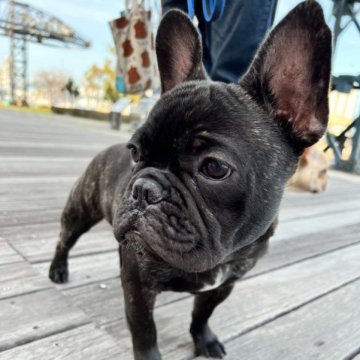 フレンチブルドッグ【静岡県・男の子・2022年9月26日・ブリンドル】の写真「かわいい男の子です🐶♬」