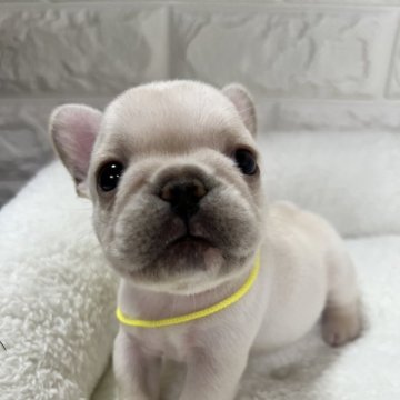 フレンチブルドッグ【静岡県・女の子・2024年4月17日・クリーム】の写真「ショートボディ✨短足 最高のスタイルです❤️♥️」