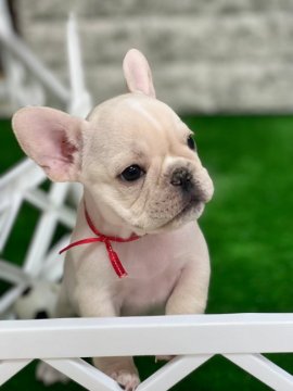 フレンチブルドッグ【静岡県・男の子・2021年8月23日・クリーム】の写真「かわいいクリーム男の子💕小柄ですがとても元気です🐶」