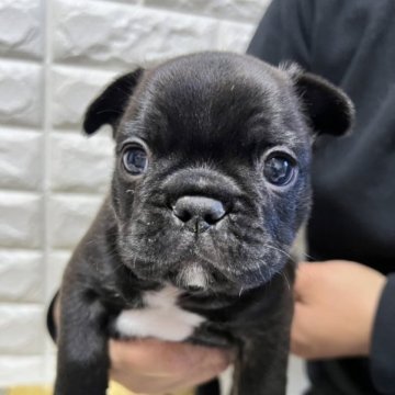 フレンチブルドッグ【静岡県・男の子・2022年12月24日・ブリンドル】の写真「ごはんもモリモリ食べて元気な女の子です🐶❤️」