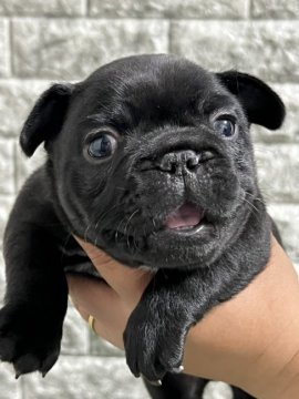 フレンチブルドッグ【静岡県・男の子・2021年11月24日・ブリンドル】の写真「ガッチリしたムチムチボディです🐶」