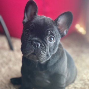 フレンチブルドッグ【静岡県・女の子・2022年12月28日・ブリンドル】の写真「かわいい女の子です💕」