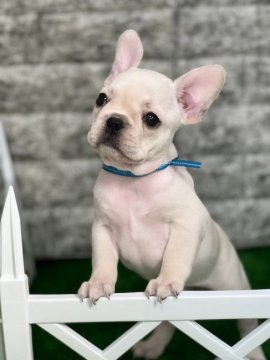 フレンチブルドッグ【静岡県・男の子・2021年8月25日・クリーム】の写真「人気のクリーム男の子🐶両親遺伝子検査クリアです❤️」
