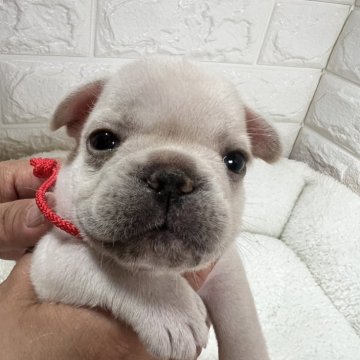 フレンチブルドッグ【静岡県・女の子・2024年4月17日・クリーム】の写真「可愛いお顔の女の子です❤️❤️」