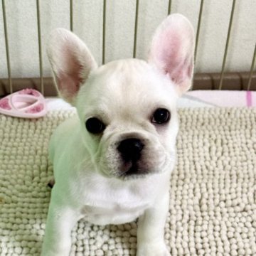 フレンチブルドッグ【静岡県・女の子・2023年9月1日・クリーム】の写真「おメメクリクリ　カワイイ女の子です♪🐶」