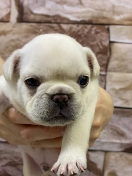 フレンチブルドッグ【静岡県・男の子・2021年6月3日・クリーム】の写真「かわいいクリームの男の子」