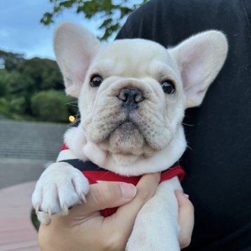 フレンチブルドッグ【静岡県・男の子・2024年4月17日・クリーム】の写真「ムチコロの男の子です❤️💚💙」