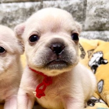 フレンチブルドッグ【静岡県・女の子・2023年6月11日・クリーム】の写真「元気な小柄な女の子です❗️」