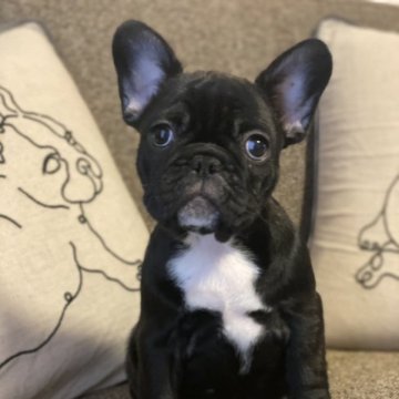 フレンチブルドッグ【静岡県・女の子・2022年12月24日・ブリンドル】の写真「おめめクリクリ　美人です🐶❤️」