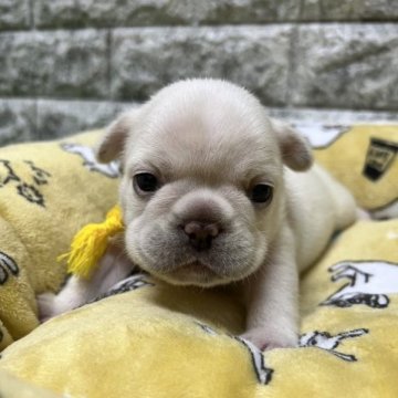 フレンチブルドッグ【静岡県・女の子・2023年6月11日・クリーム】の写真「のんびり屋さんの女の子です！」