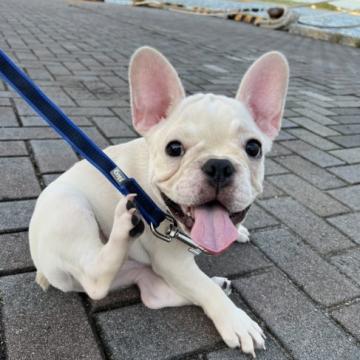 フレンチブルドッグ【静岡県・男の子・2022年5月25日・クリーム】の写真「優しいお顔のクリーム君です🐶❤️」